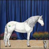 Horse Color:Palomino Appaloosa 