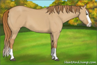 Horse Color:Red Dun Splash 