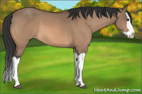 Horse Color:Bay Dun Splash 