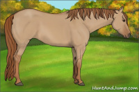 Horse Color:Red Dun 