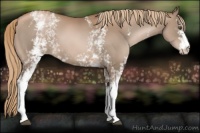 Horse Color:White Spotted Liver Chestnut Pearl 