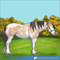 Horse Color:Bay Dun Splash Tobiano Rabicano  and Bay Dun Splash Tobiano Rabicano 