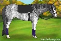 Horse Color:White Spotted Black Appaloosa Rabicano