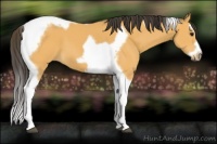 Horse Color:Buckskin Splash Tobiano Frame 