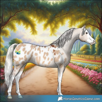 Horse Color:Silver Bay Dun Splash Appaloosa 