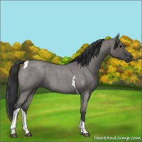 Horse Color:Grullo Roan Tobiano 