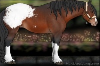 Horse Color:Bay Snowcap 