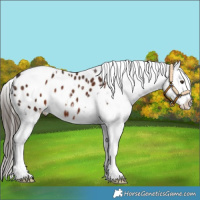 Horse Color:Liver Chestnut Tobiano Appaloosa