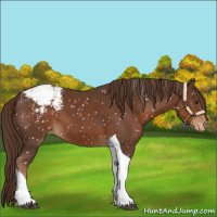 Horse Color:Liver Chestnut Tobiano Snowcap