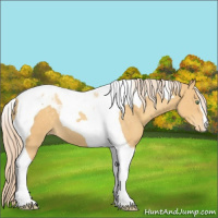 Horse Color:Gold Cream Champagne Tobiano Varnish