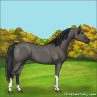 Horse Color:Grullo Tobiano 