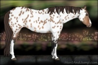 Horse Color:Bay Dun Appaloosa 