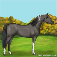 Horse Color:Grullo Tobiano 