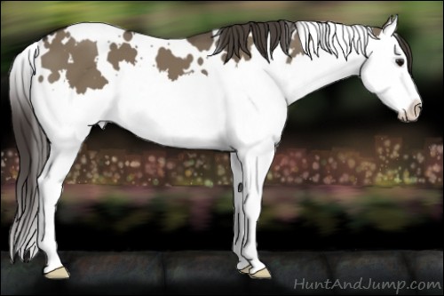 Horse Color:White Spotted Smoky Grullo Splash 