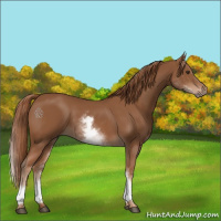 Horse Color:White Spotted Chestnut 