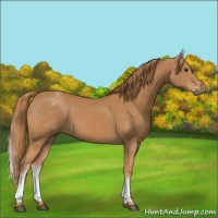 Horse Color:White Spotted Chestnut 