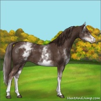 Horse Color:White Spotted Liver Chestnut 