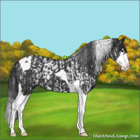 Horse Color:Black Splash Tobiano  and Black Splash Tobiano 