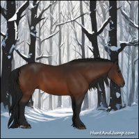Horse Color:Gray Bay 