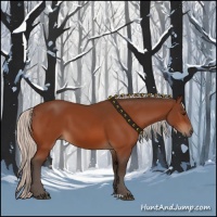 Horse Color:Silver Bay 