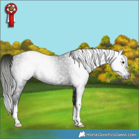 Horse Color:Gray White Spotted Smoky Black Rabicano 
