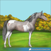 Horse Color:Liver Chestnut Tobiano Varnish 