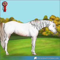 Horse Color:Gray Gold Champagne Tobiano 
