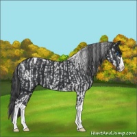 Horse Color:Blue Roan Splash Tobiano  and Black Splash Tobiano 