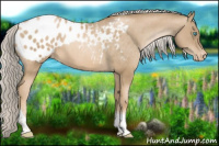 Horse Color:Chocolate Palomino Pearl Tobiano Appaloosa Rabicano 