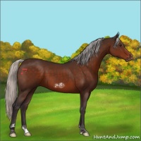 Horse Color:Silver Brown Tobiano Frame Rabicano