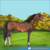 Horse Color:Brown Sabino 