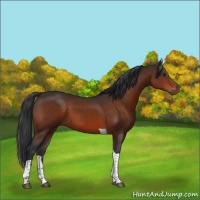 Horse Color:Brown Tobiano 