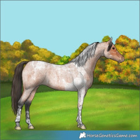 Horse Color:Bay Roan Tobiano Rabicano 