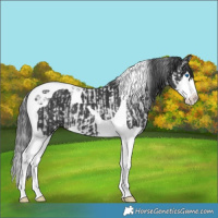 Horse Color:Black Splash Tobiano and Black Splash Tobiano