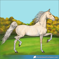 Horse Color:Palomino Roan Splash 
