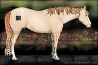 Horse Color:Amber Champagne Pearl Sabino