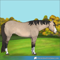 Horse Color:Bay Dun