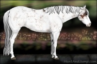 Horse Color:Bay Sabino 
