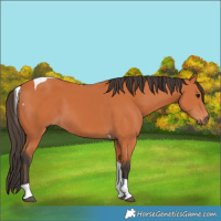 Horse Color:Bay Tobiano 