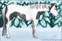 Horse Color:Smoky Black Splash Tobiano Rabicano