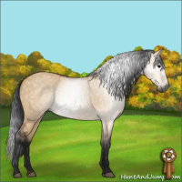 Horse Color:Gray Bay Dun 