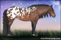 Horse Color:Bay Appaloosa