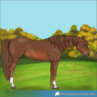 Horse Color:Chestnut Tobiano 