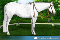 Horse Color:Gray White Spotted Black Varnish  and White Spotted Grullo Blanket 