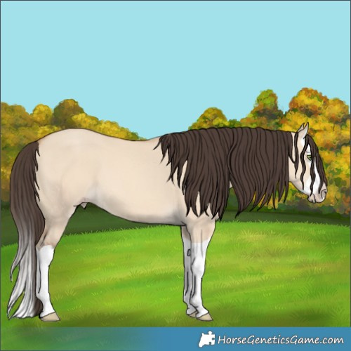 Horse Color:Amber Champagne Dun Splash