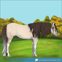 Horse Color:Amber Champagne Dun Splash 