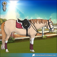 Horse Color:Gold Champagne Dun Splash 