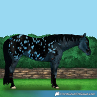 Horse Color:ERROR: UNKNOWN ANOMALY