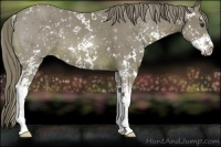 Horse Color:Watercolor Chestnut Sabino 