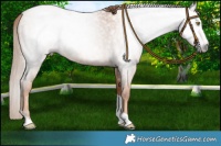 Horse Color:Gray Gold Champagne Roan Tobiano